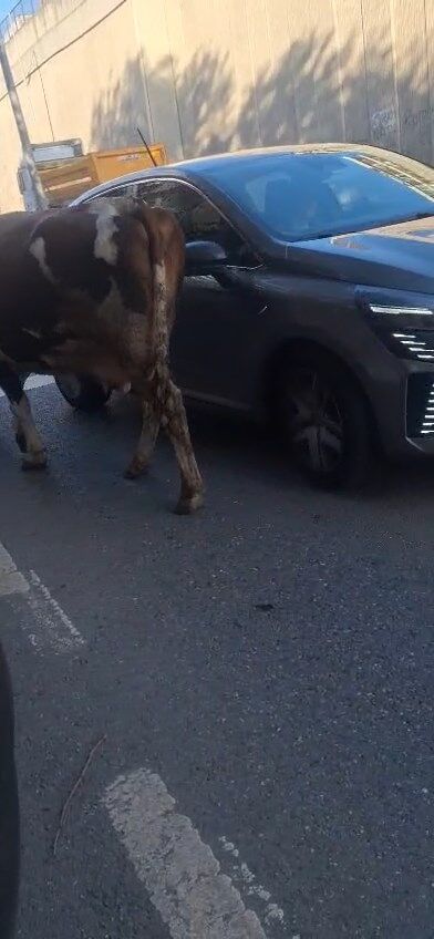 Ataşehir'de caddede başıboş gezen inekler kamerada