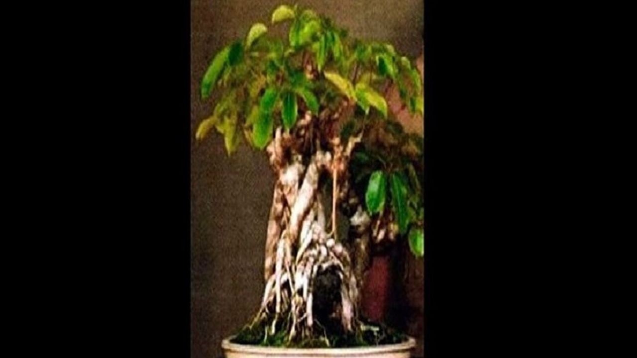 Hawaii polisi çalınan 56 yaşındaki bonsai ağacını arıyor