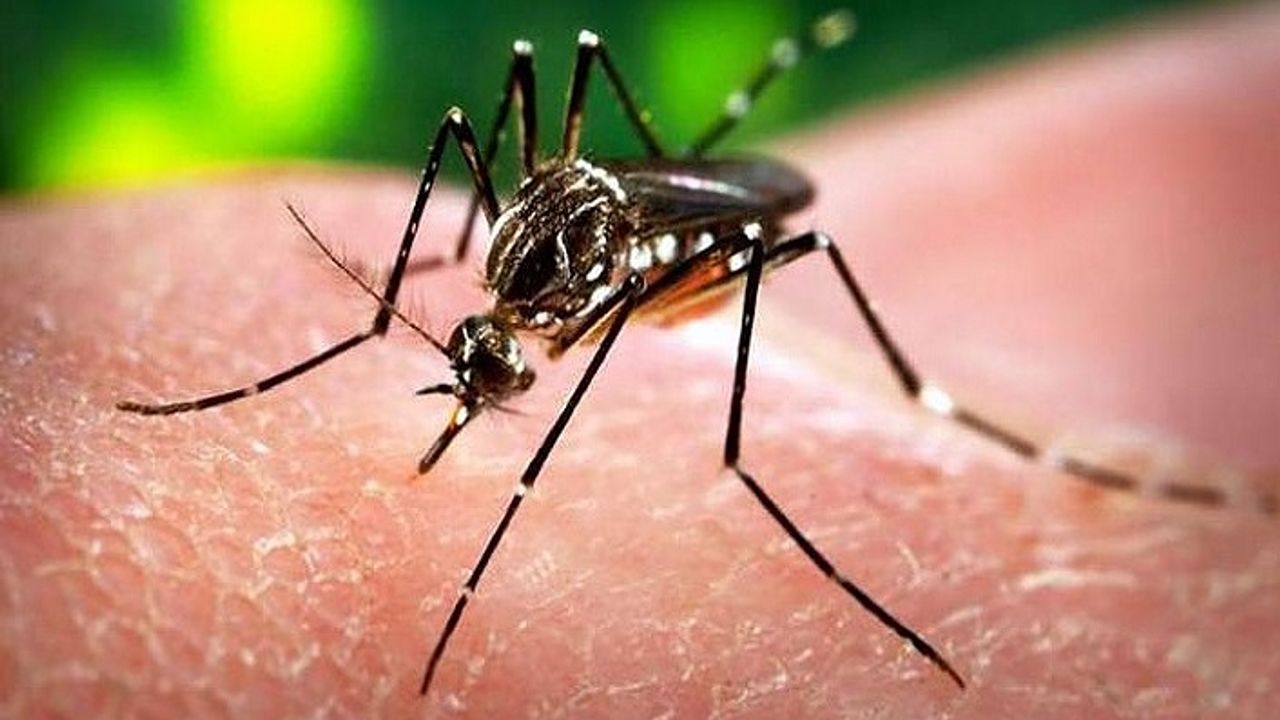 Hindistan'ın Racastan eyaletinde Zika virüsü vakaları artıyor