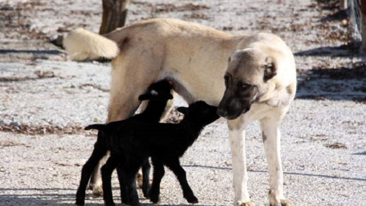 3 yaşındaki Kangal köpeği 'Kezban' kuzuların annesi oldu