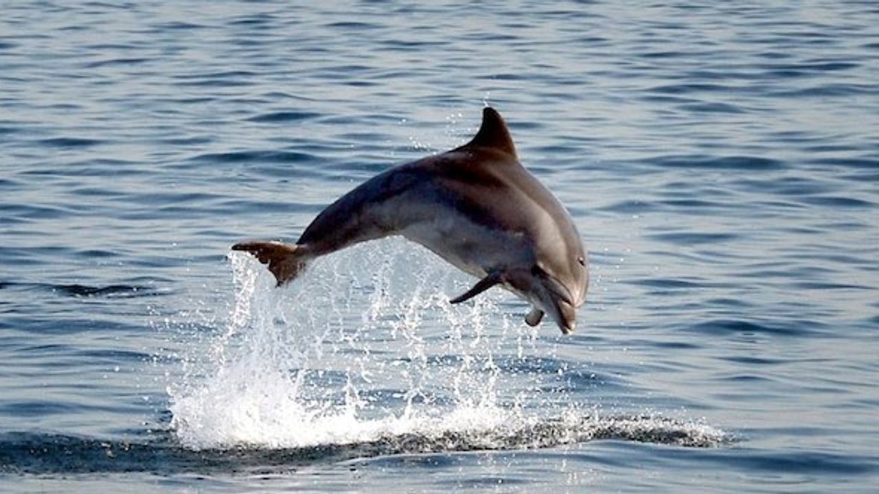 İstanbul Boğazı'nda yunusların dansı, Fotoğraf sanatçısı Johannes Moths objektifinden harika anlar
