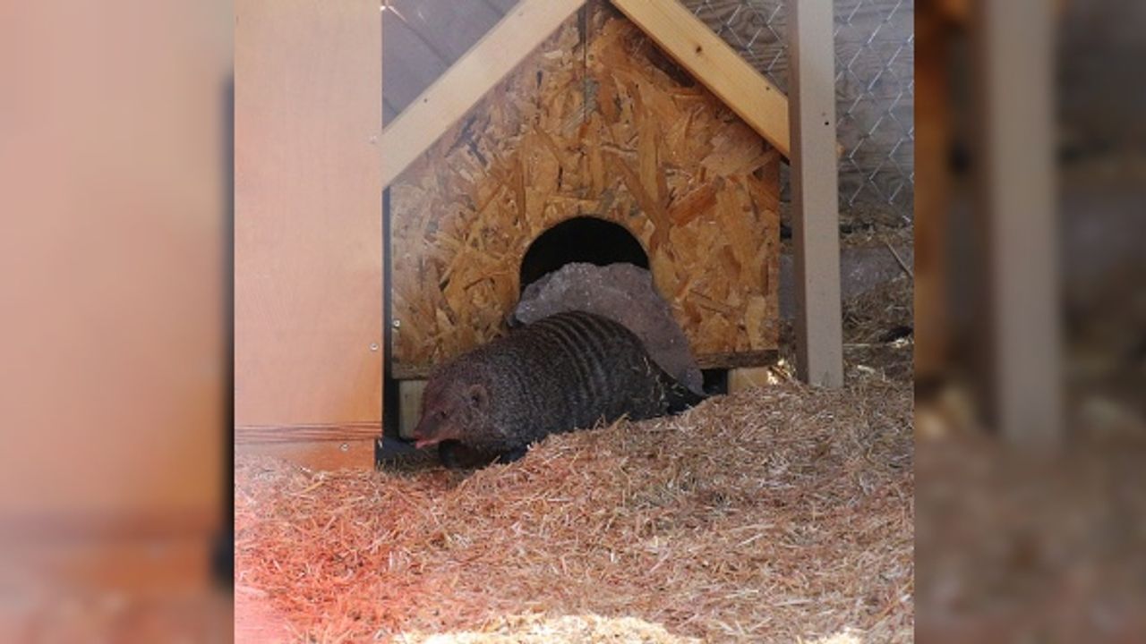 Antalya Hayvanat Bahçesi ailesine 16 yeni üye katıldı