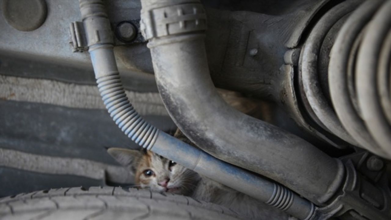Mersin'de otomobilin kaputunda mahsur kalan kedi yavruları kurtarıldı