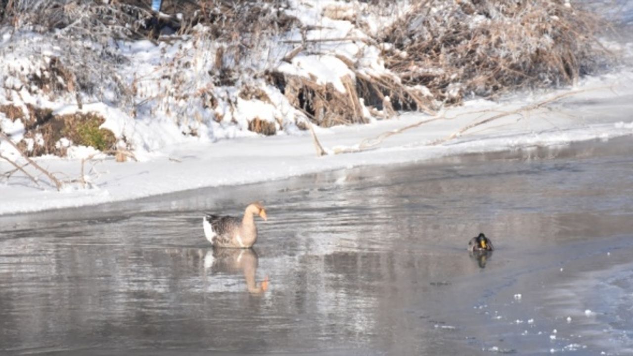 Yaban kaz ve ördekleri donan Kars Çayı'nda güzel görüntüler oluşturdu