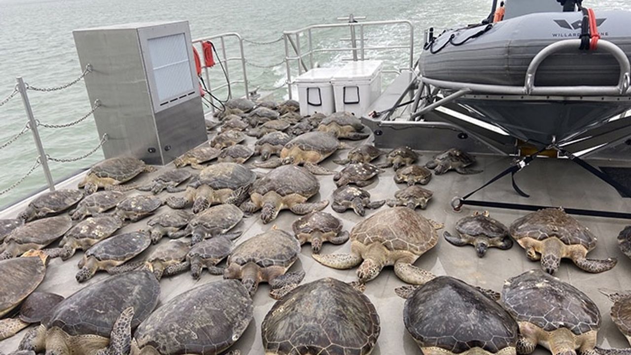 Binlerce deniz kaplumbağası soğukta donmaktan kurtarıldı !