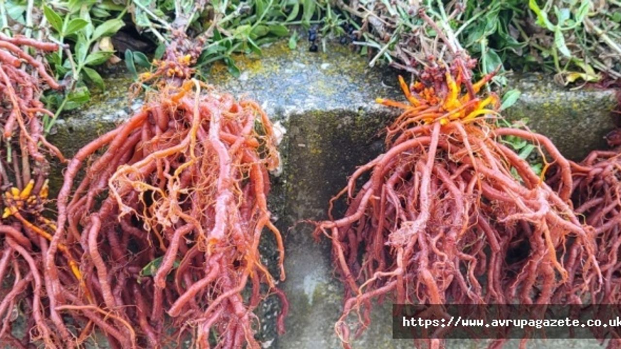 Efsane renk olarak da bilinen Edirne kırmızısı, Rouge d'Adrinople bitkisinde ilk hasat