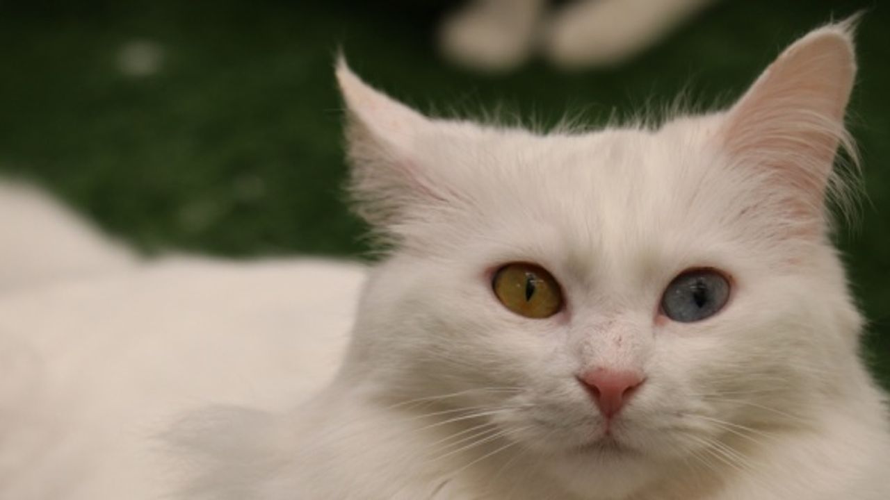 Van kedileri kedi güzellik yarışmasında podyuma çıkacak