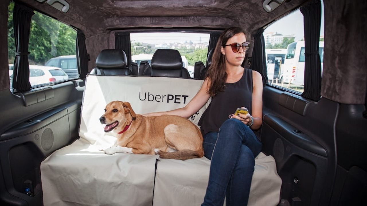 Evcil hayvanlarla İngiltere Uber'de seyahat edilecek mi?