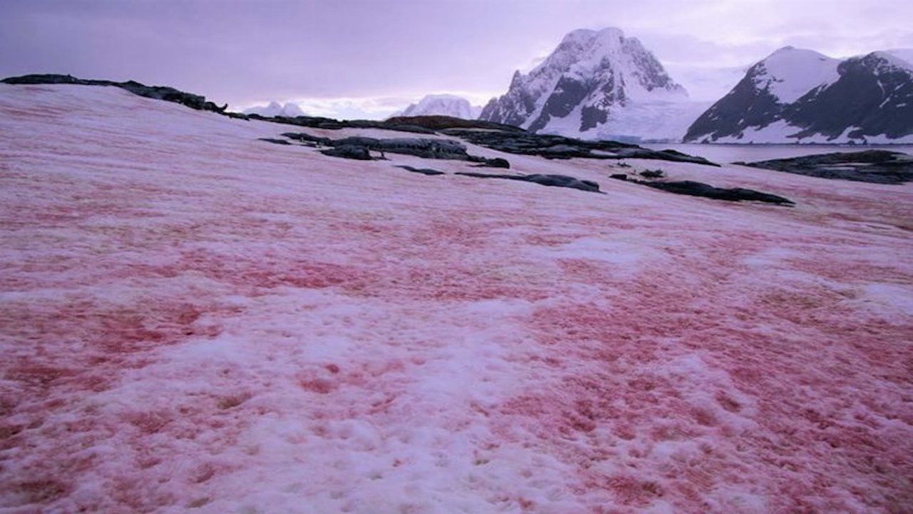 Alpler'deki karın rengi kırmızıya dönüştü