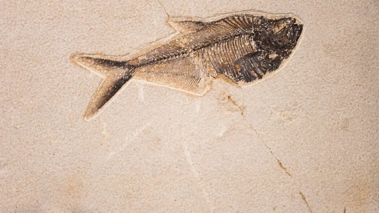 Vahşi görünümlü balık fosili İngiltere'de