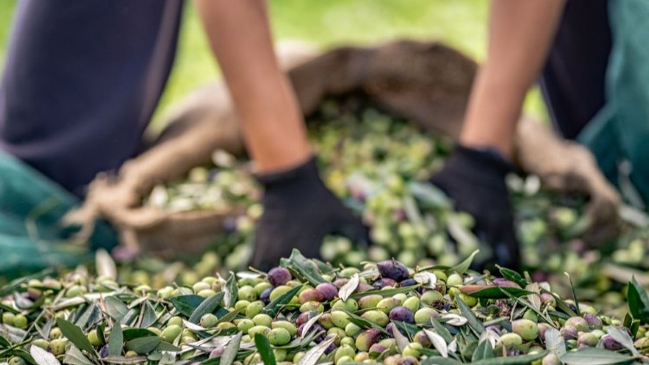 Sofralık zeytin ihracatı 100 bin tonu aştı