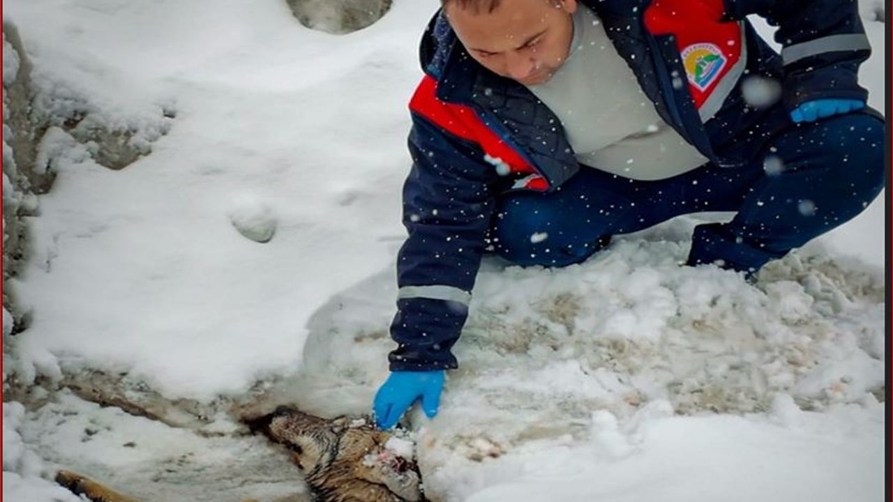 Bitlis'te yol kenarında yaralı halde bulunan kurt, tedaviye alındı