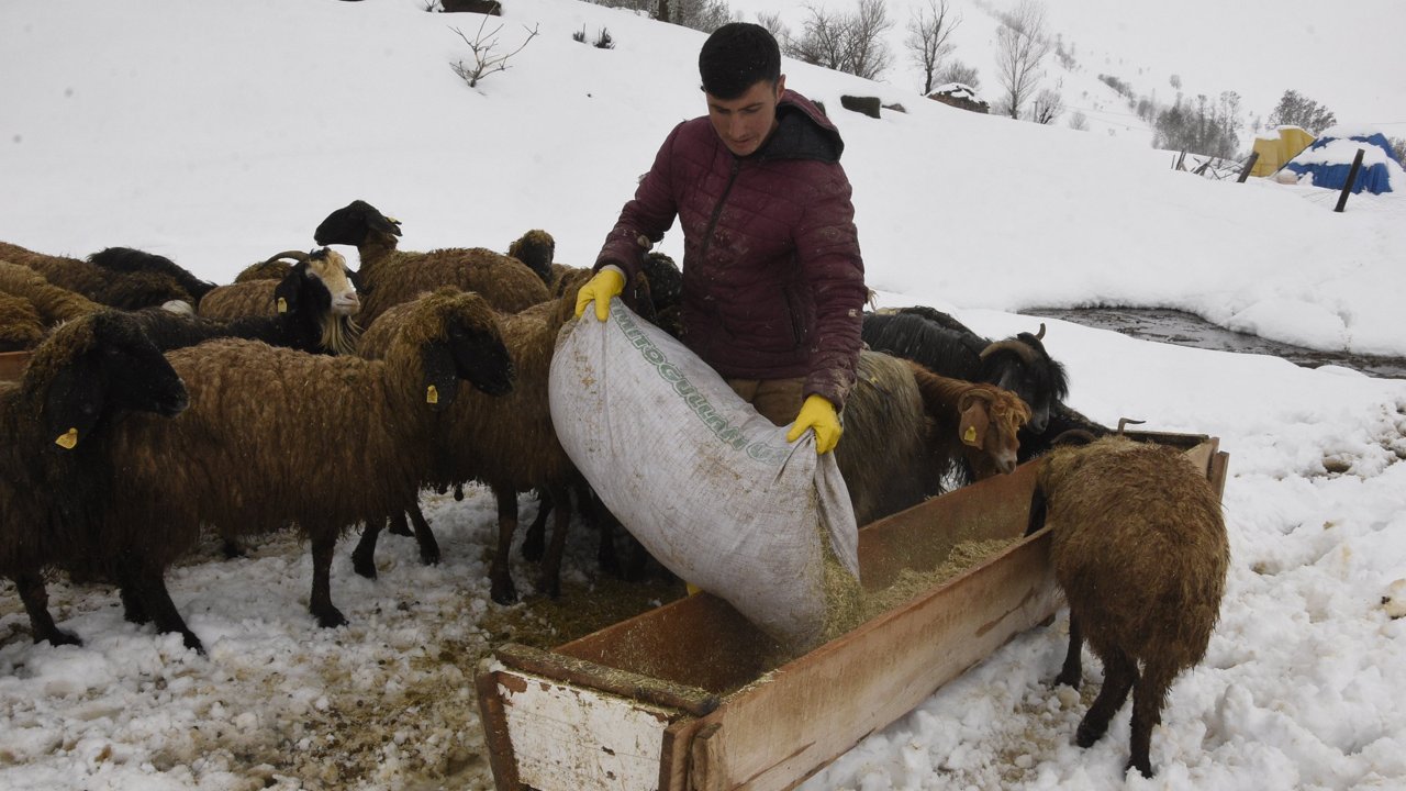 Bitlis'te nisan karı, besicileri zor durumda bıraktı