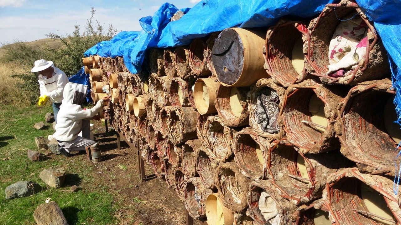 Bitlis'te karakovan balı hasadı başladı; rekolte beklentisi yüksek