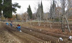 Antalya’da belediyenin ürettiği lale soğanları hasat edildi