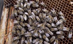 Türkiye'nin tescillenen 5. arı ırkı açıklandı