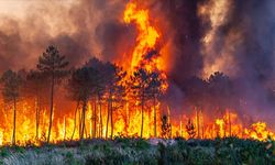 Hollanda'da orman yangını ! Turistlere tahliye