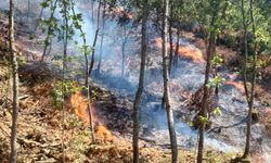 Çanakkale'de orman yangınında son durum