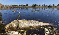 Sekiz yüz kilo balık gölette ölü bulundu
