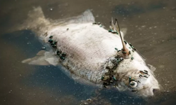 Polonya'da Oder Nehri'ndeki balık ölümleri