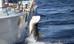Avustralya'da bir genç, köpek balığı saldırısı sonucu öldü