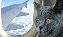 Kabinde gezen kedi THY uçağını pist başına döndürdü