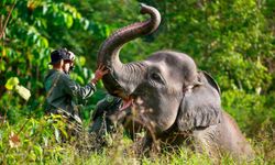 Güney Afrika'da filler turiste saldırdı