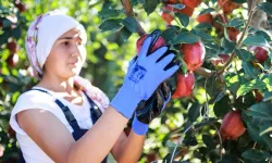 Elma suyu ihracatında Türkiye dünya üçüncüsü