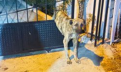 Sivas'ta demir kapının parmaklıklarına sıkışan köpeği itfaiye kurtardı