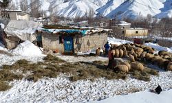 Bitlis'teki besiciler hayvanları için kış koşullarıyla mücadele ediyor