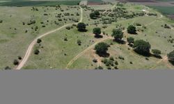 Edirne'de meraların belli bölümlerinde sulamalı sisteme geçilecek