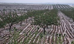 GÜNCELLEME - Şanlıurfa'da etkili olan doluda bazı tarım alanları zarar gördü