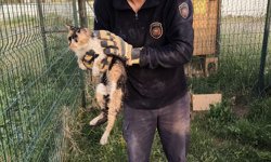 Hatay'da bina boşluğuna düşen kediyi itfaiye ekipleri kurtardı