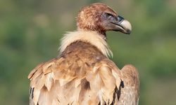 Afyonkarahisar'da akbabalar foto kapanla görüntülendi