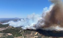 Manisa'nın Akhisar ilçesinde orman yangınına neden olan şüpheli tutuklandı