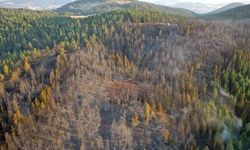 Çankırı'nın Yapraklı ilçesindeki orman yangınından etkilenen alanlar havadan görüntülendi