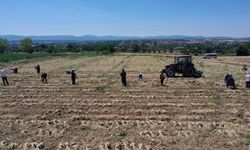 Coğrafi işaretli Taşköprü sarımsağının hasadı kavurucu sıcakta yapılıyor