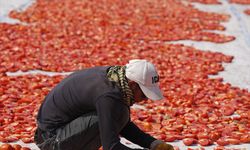 İzmir'de kavurucu sıcakta kuru domates mesaisi başladı