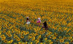 Karaman'da sarıya bürünen ayçiçeği tarlaları, fotoğraf tutkunlarını ağırlıyor
