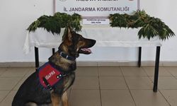 Yalova'da ormanlık alana kenevir eken zanlı tutuklandı