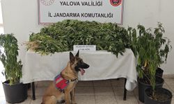 Yalova'da ormanlık alanda Hint keneviri yetiştiren şüpheli tutuklandı