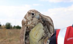 Yozgat'ta bitkin bulunan ulu doğan koruma altına alındı