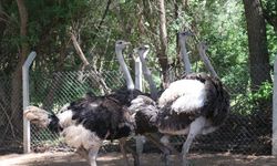 Yozgat'ta kafe işletmecisinin hayvan sevgisi çiftlik kurdurdu