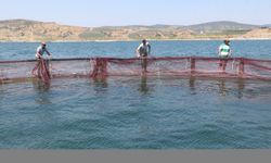 Yozgat'ta üretilen Türk somonu ve alabalıklar Avrupa'ya ihraç ediliyor