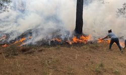 Çanakkale'de çıkan orman yangınına müdahale ediliyor
