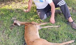 Kırklareli'nde yaralı bulunan karaca tedavi altına alındı