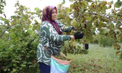 Ordu'da üreticiler fındık hasadına başladı