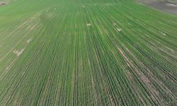 Edirne'de son dönemdeki yağışlar kanola üreticisini sevindirdi