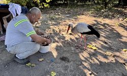 Hatay'da bitkin halde bulunan leylek koruma altına alındı