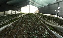 Isparta'da çiftçiler kuraklığa karşı safran üretimine yöneldi